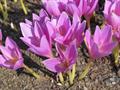 Autumn crocus
